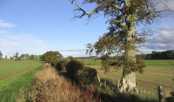 Classic Hedge & Ditch Boundary Scenario