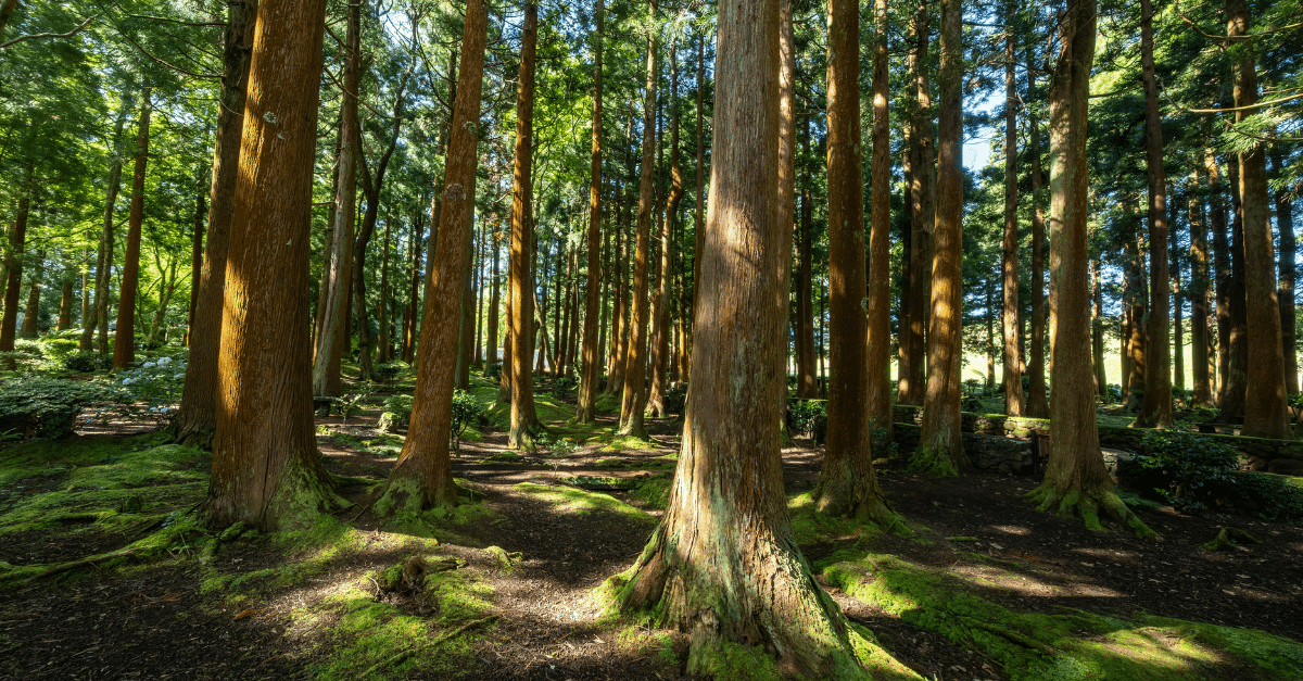 Sustainability & ESG Support